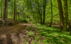 Ein grüner Waldweg an einem sonnigen Tag mit starker Belaubung.